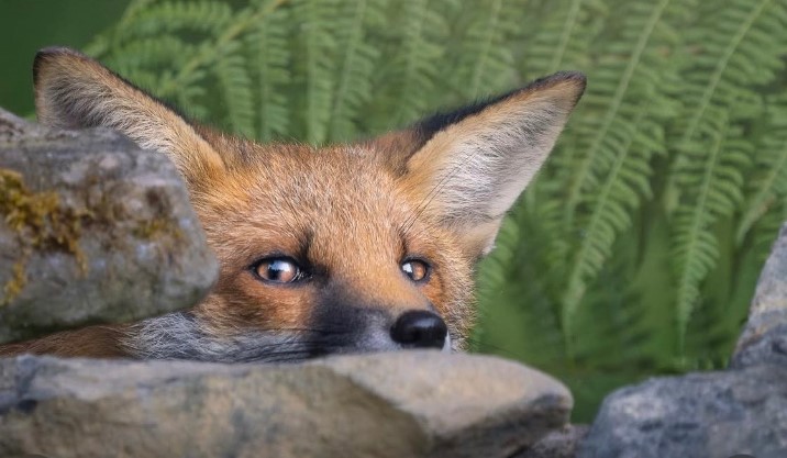 Red fox peering through a gap in a dry-stone wall, photographed by Stephen Phelan.