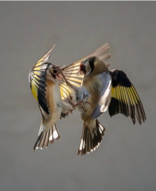 Two goldfinches clash in mid-air with wings spread, captured in flight by photographer Stephen Phelan.